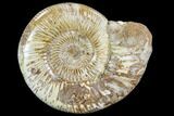 Polished Jurassic Ammonite (Perisphinctes) - Madagascar #104954-1